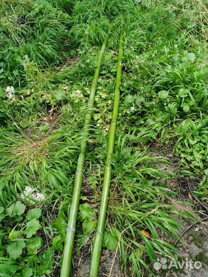 Продаю Бамбук среднего размера