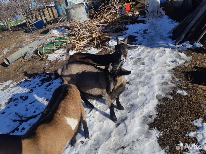 Коза дойная альпийская козёл альпийский