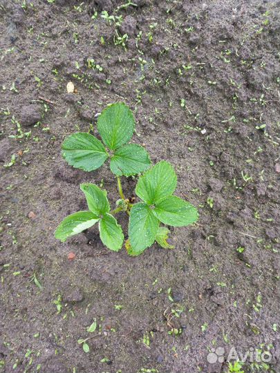 Рассада клубники