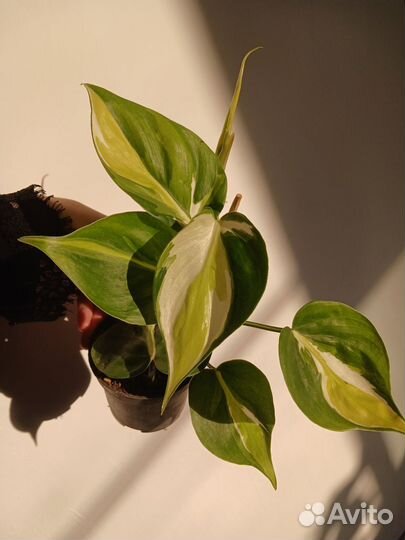 Филодендрон бразил, шефлера вариегатная