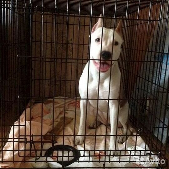 Клетка для большой собаки