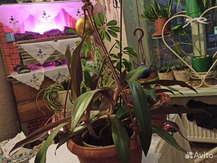 Традисканция родом из Пекина