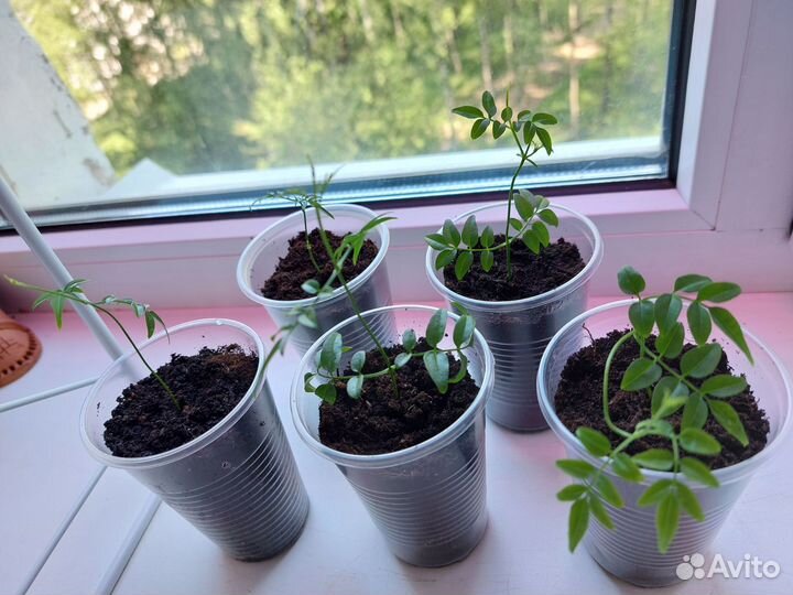 Жасмин комнатный многоцветковый черенок