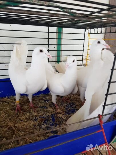 Голуби на свадьбу