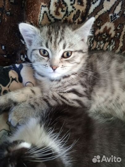 Котик и кошка