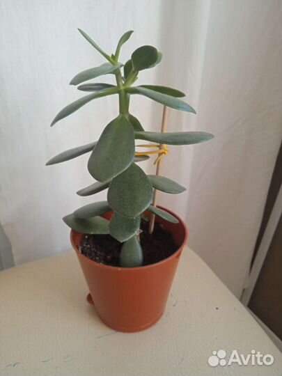 Цветущий спатифиллум (жен. счастье) и денеж дерево