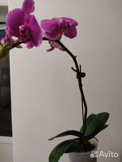 Орхидея фаленопсис