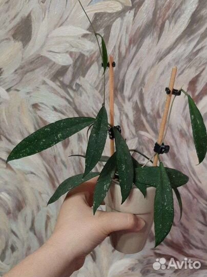 Хойя Скортечини