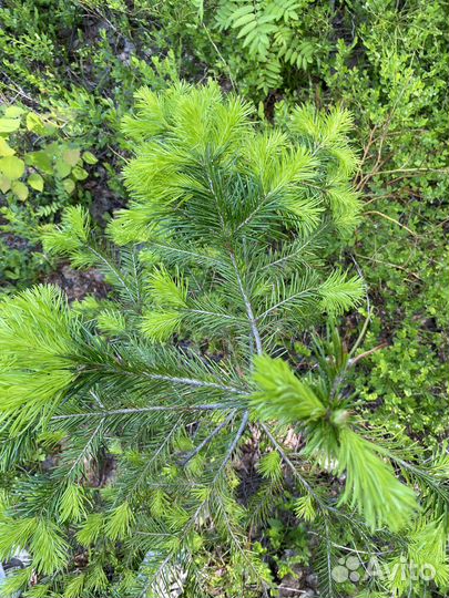 Пихтовый веник банный