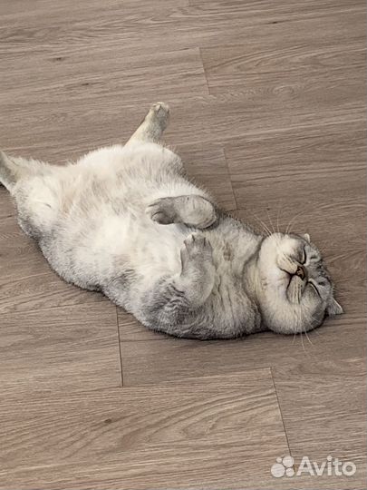 Шотландский вислоухий кот