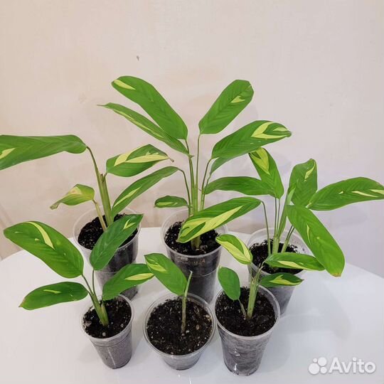 Калатея Лубберса