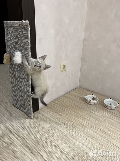 Котенок мальчик