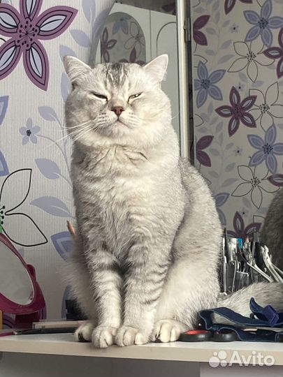 Молодой шотланский кот вязка