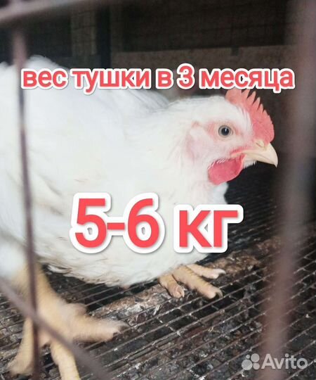 Цыплята бройлеры