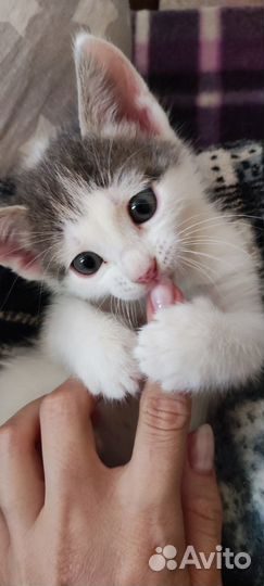 Котята в самые добрые руки