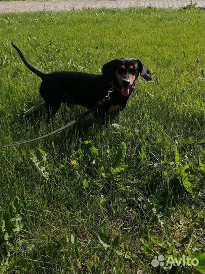 Такса.Вязка