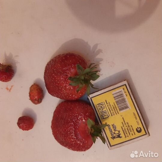 Саженцы клубники