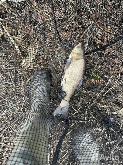 Рыбалка пруд Михайловский