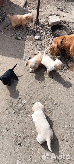 Отдам щенят в добрые руки