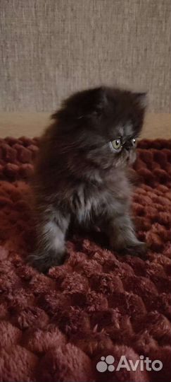 Персидские котята