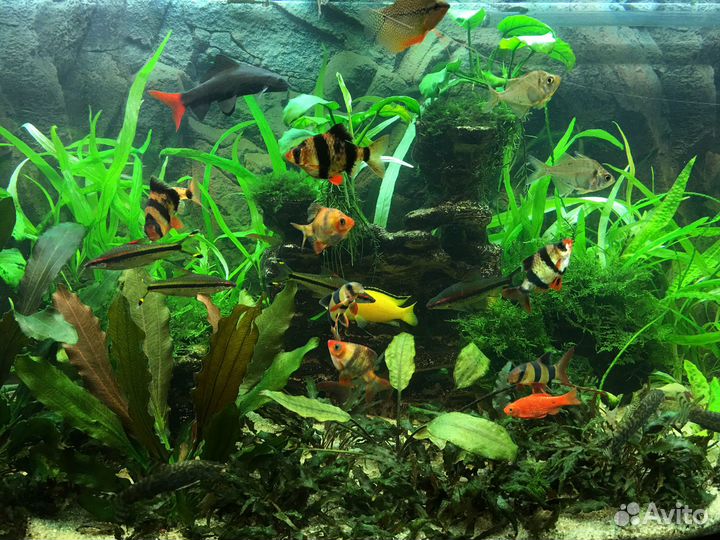 Грот, декор, декорация для аквариума