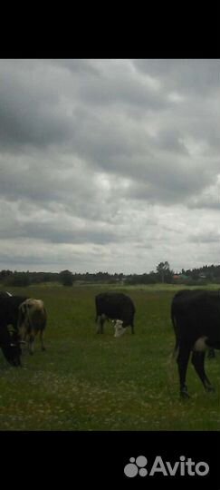 Корова дойная