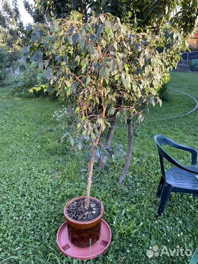 Фикус бенджамина большой