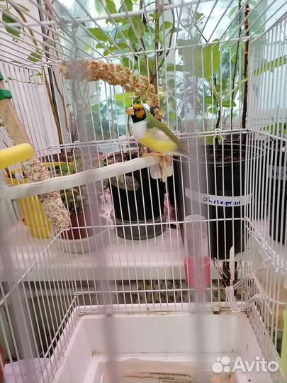 Амадины гульда