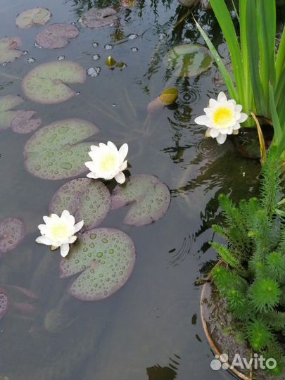 Водные растения