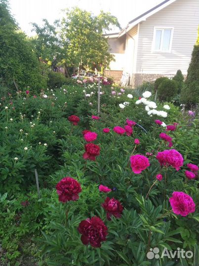 Пионы, ирисы корни, срезка