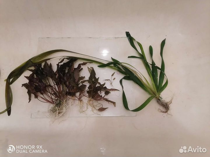 Аквариумные растения прополка