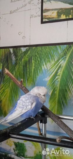 Попугаи ввп чехи