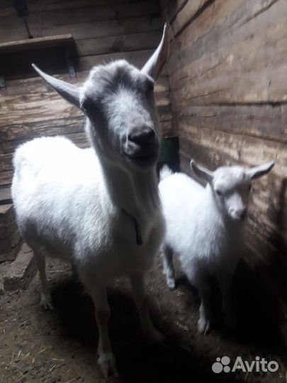 Козлик на племя