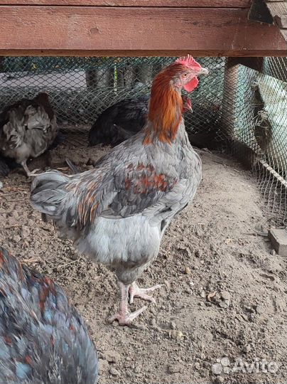 Породистые петушки