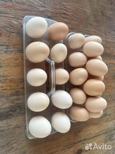 Куриные яйца