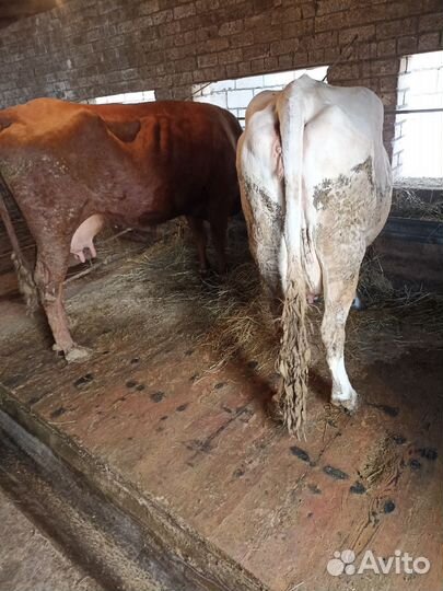 Телята бычки