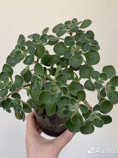 Пилея,гинура,коллизия,аихризон