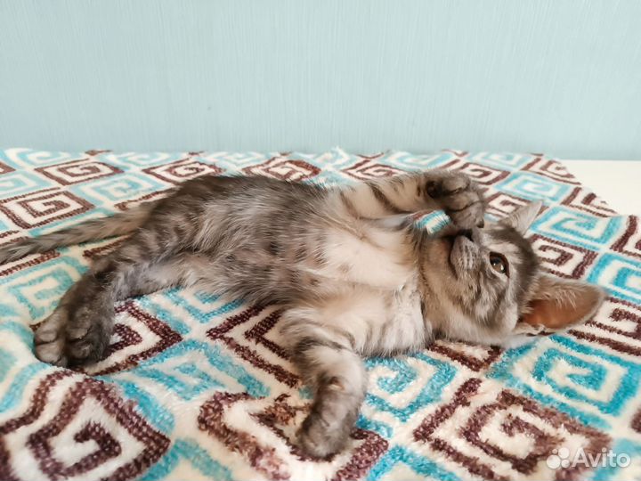Отдам котят в добрые руки