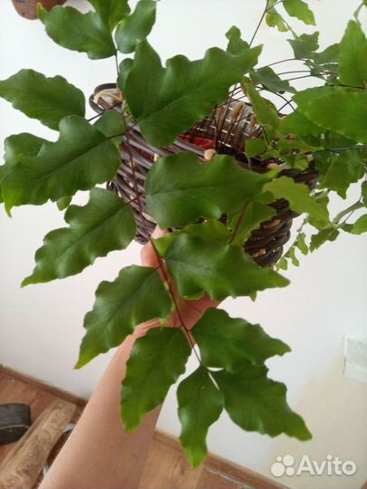 Комнатный папоротник пеллея виридис