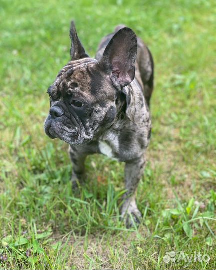 Французский бульдог кабель вязка