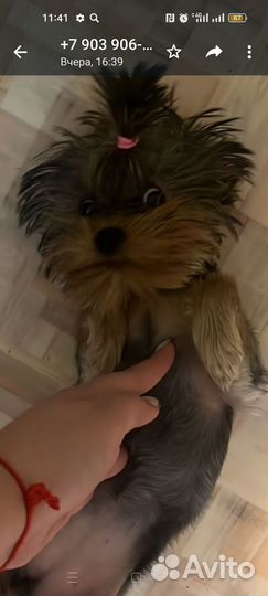 Йоркширский терьер мини девочка