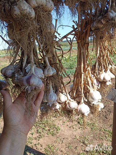 Чеснок качественный на разведение