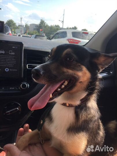 Собака в добрые руки щенок