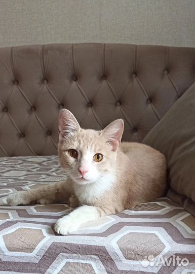 Котенок в добрые руки