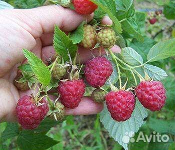 Ягодные кустарники