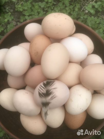 Инкубационное яйцо брама