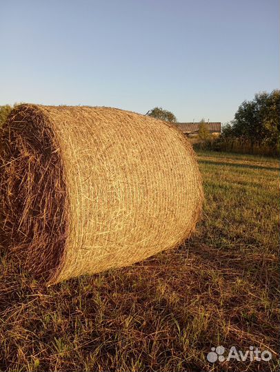 Продам сено в рулонах
