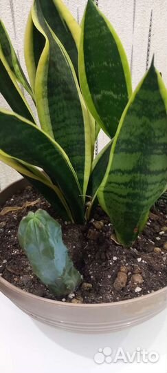 Садики из сансы и суккулентов