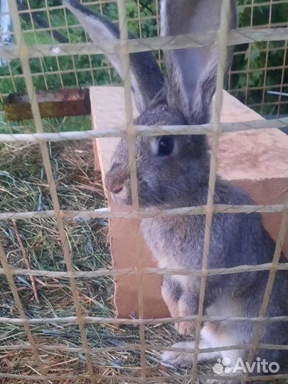 Продам кроликов