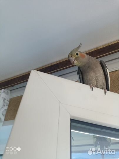 Попугай корелла девочка